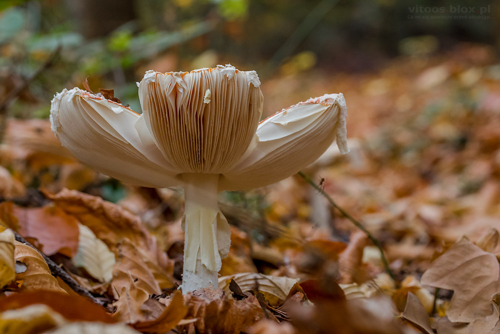 Fot. Witold Ochał, grzyby w lesie