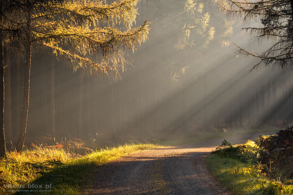Fot. Witold Ochał, Czarna Sędziszowska jesień w lesie