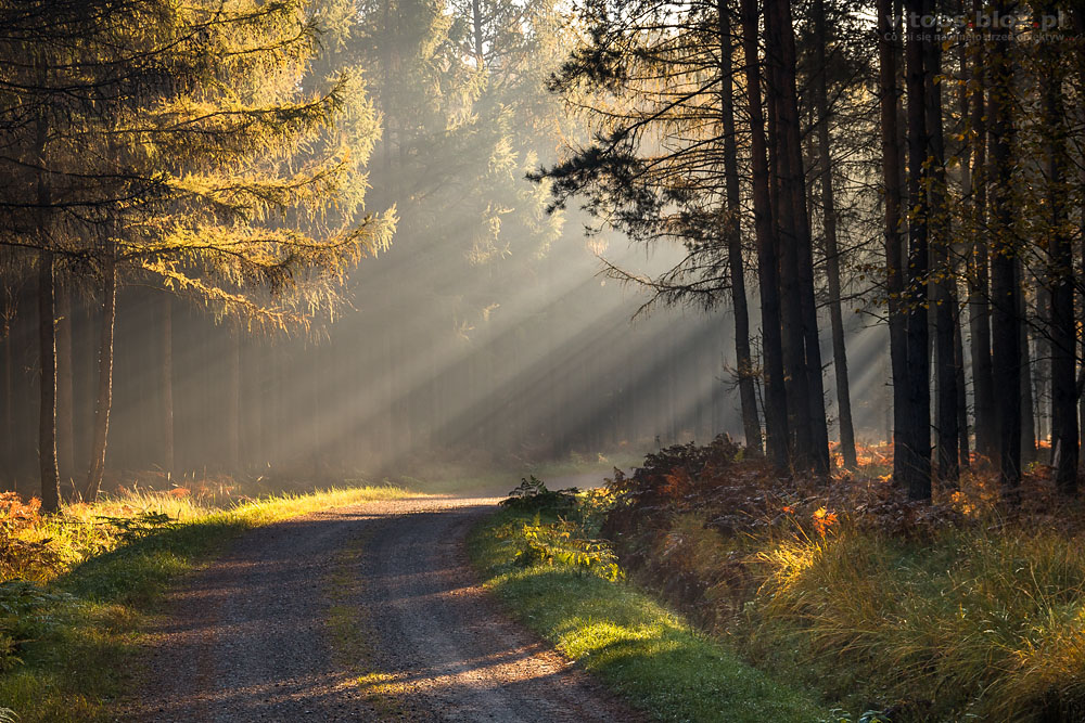 Fot. Witold Ochał, Czarna Sędziszowska jesień w lesie