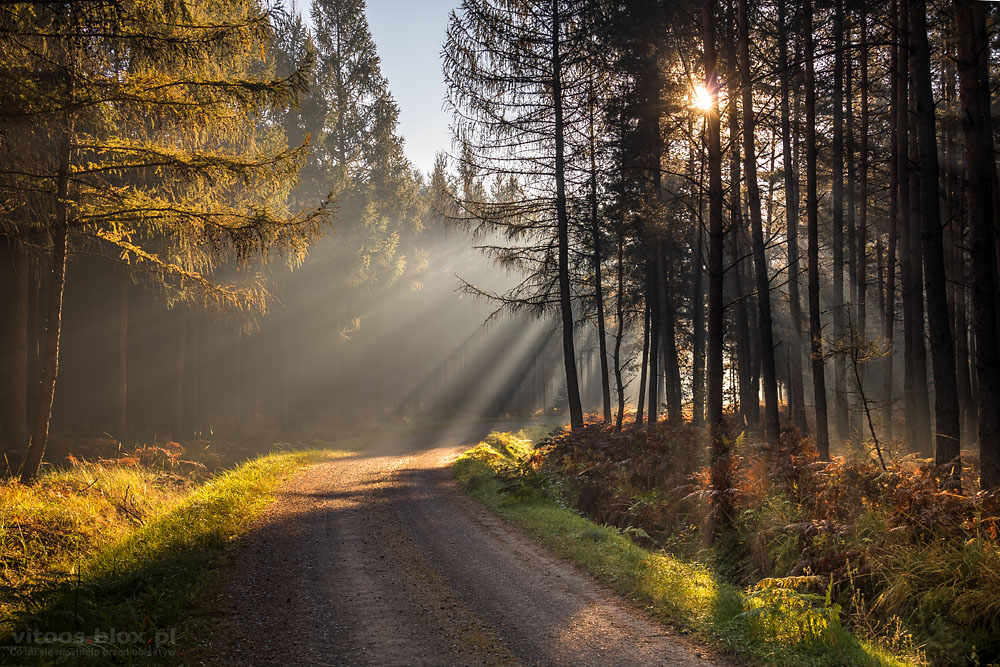 Fot. Witold Ochał, Czarna Sędziszowska jesień w lesie