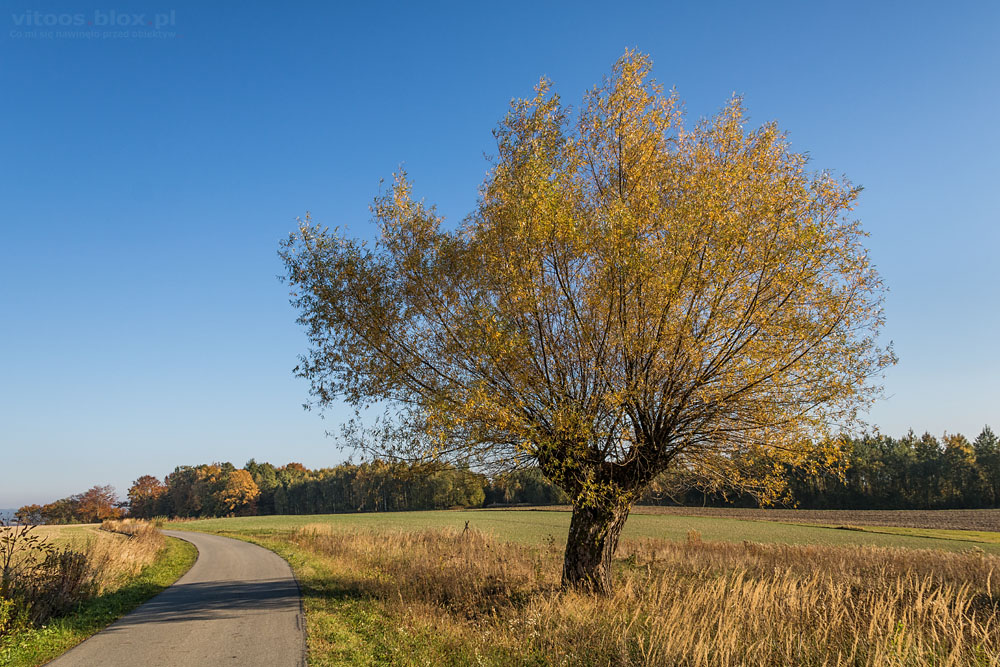 Fot. Witold Ochał, Pstrągowa, jesień
