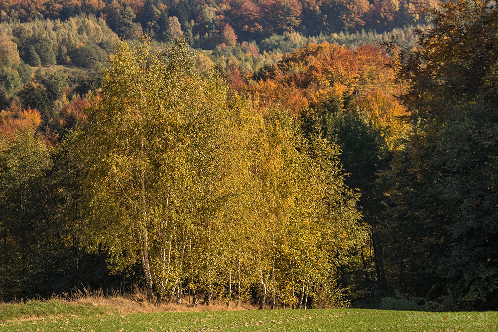 Fot. Witold Ochał, Pstrągowa, jesień