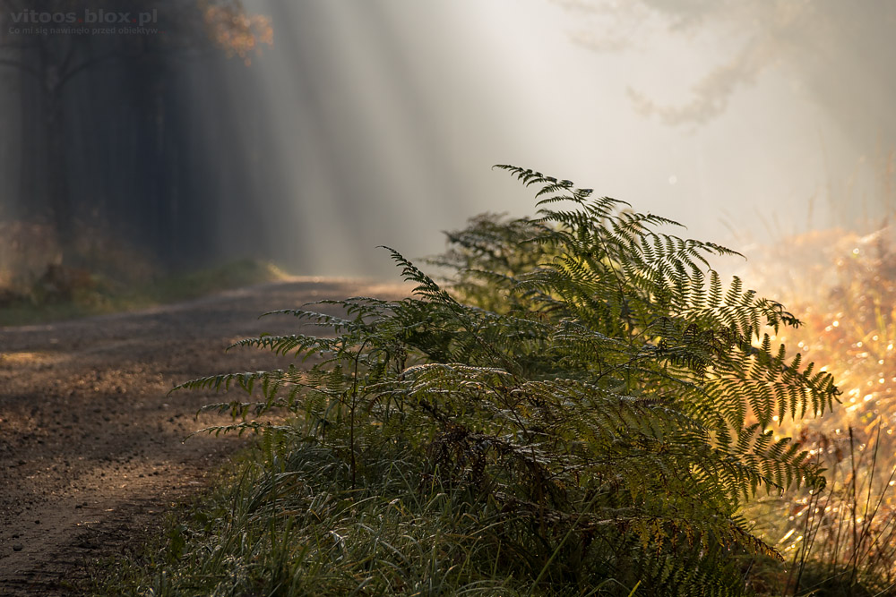 Fot. Witold Ochał, las, promienie, paproć