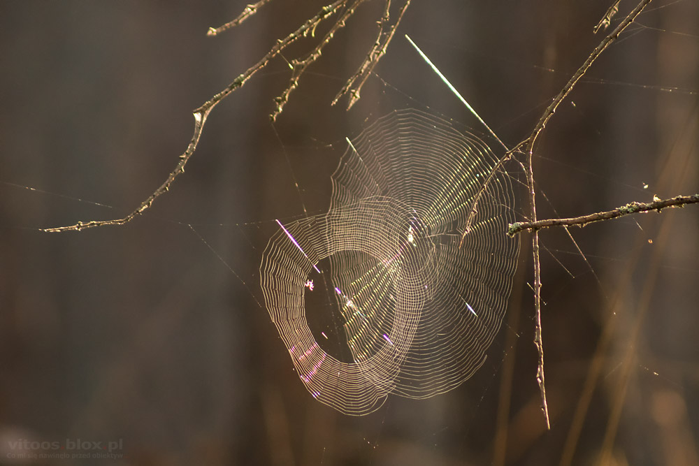 Fot. Witold Ochał, pajęczyna