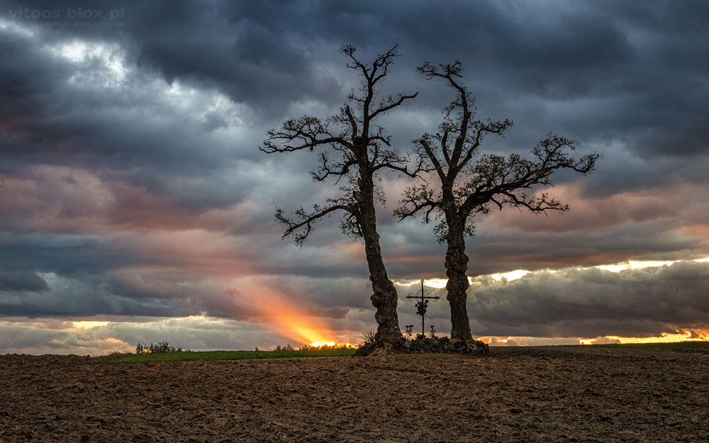 Fot. Witold Ochał, Nockowa, akacje