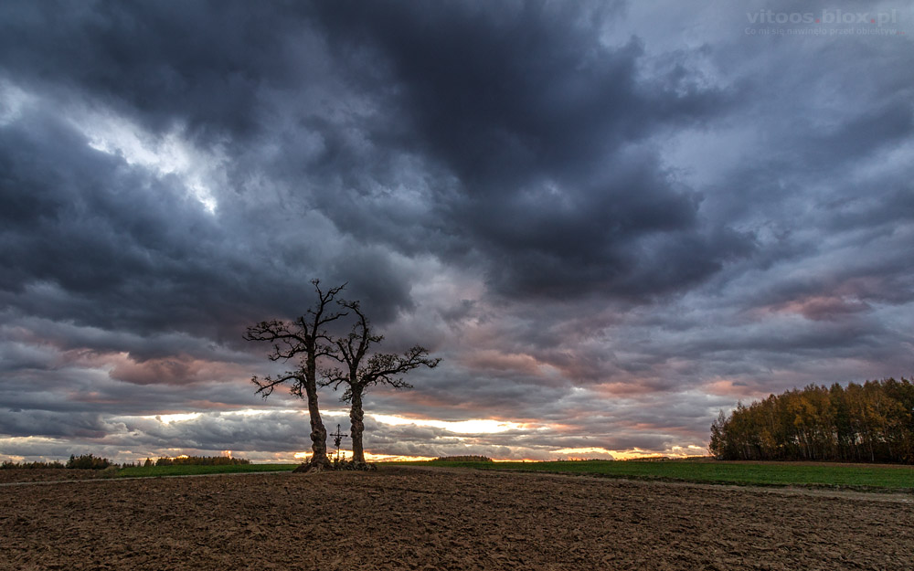 Fot. Witold Ochał, Nockowa, akacje