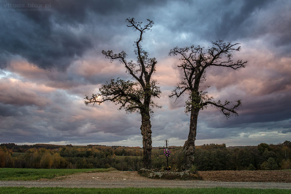 Fot. Witold Ochał, Nockowa, akacje