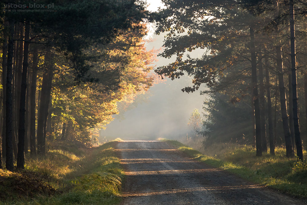 Fot. Witold Ochał, Czarna Sędziszowska, las