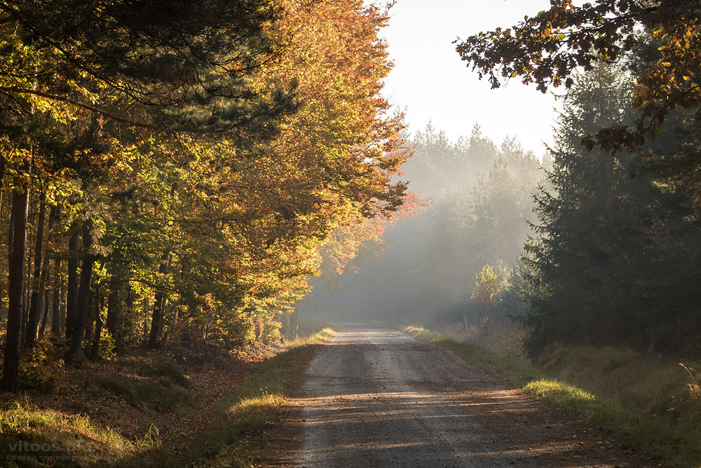 Fot. Witold Ochał, Czarna Sędziszowska, las