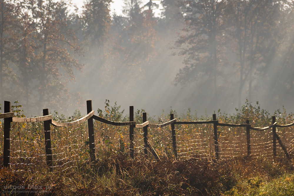 Fot. Witold Ochał, Czarna Sędziszowska, las