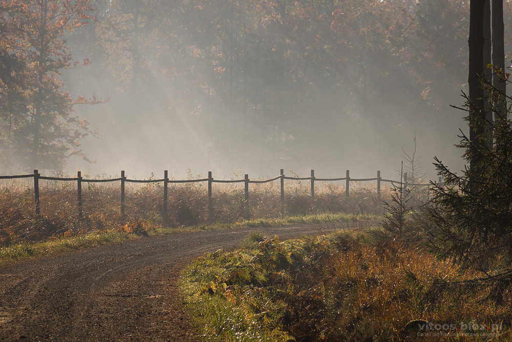 Fot. Witold Ochał, Czarna Sędziszowska, las