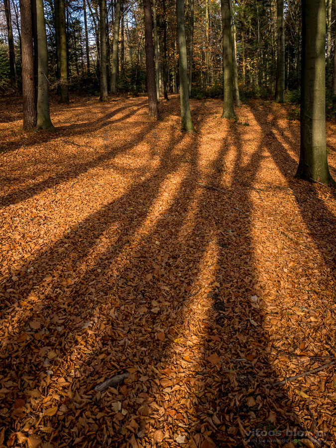 Fot. Witold Ochał, cienie drzew, Pstrągowa, las