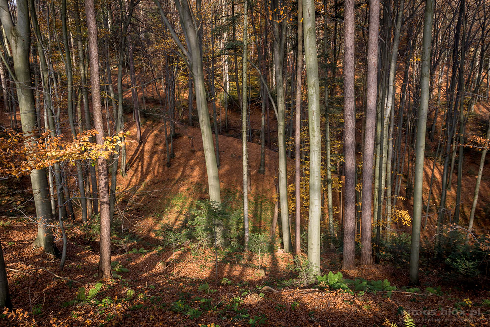 Fot. Witold Ochał, cienie drzew, Pstrągowa, las