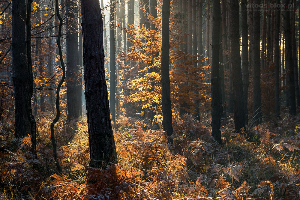 Fot. Witold Ochał, Czarna Sędziszowska, las