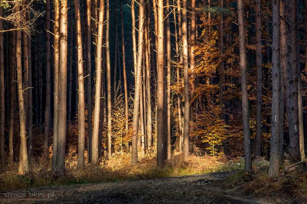 Fot. Witold Ochał, Czarna Sędziszowska, las