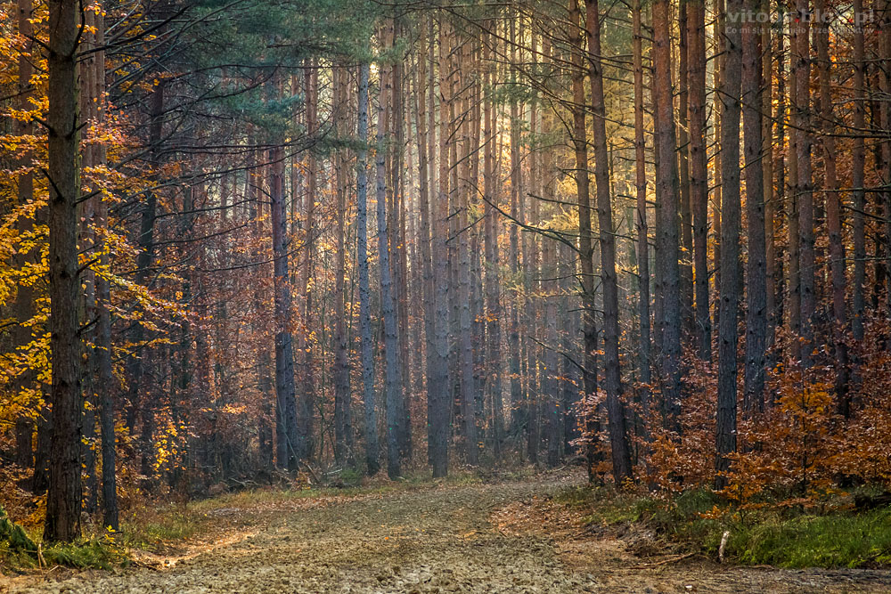 Fot. Witold Ochał, Czarna Sędziszowska, las