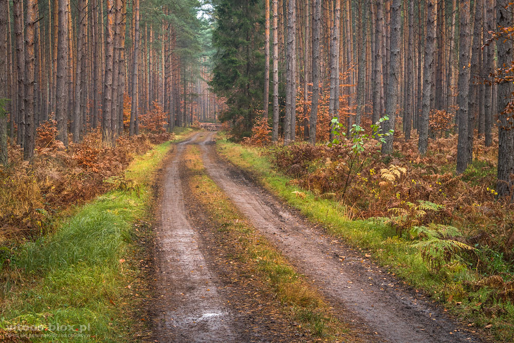 Fot. Witold Ochał, Czarna Sędziszowska, las
