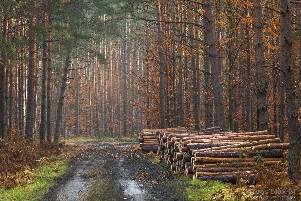 Fot. Witold Ochał, Czarna Sędziszowska, las