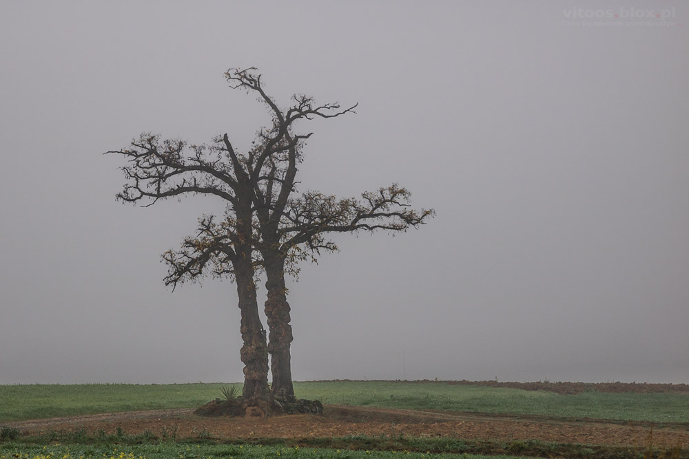Fot. Witold Ochał, Nockowa, akacje