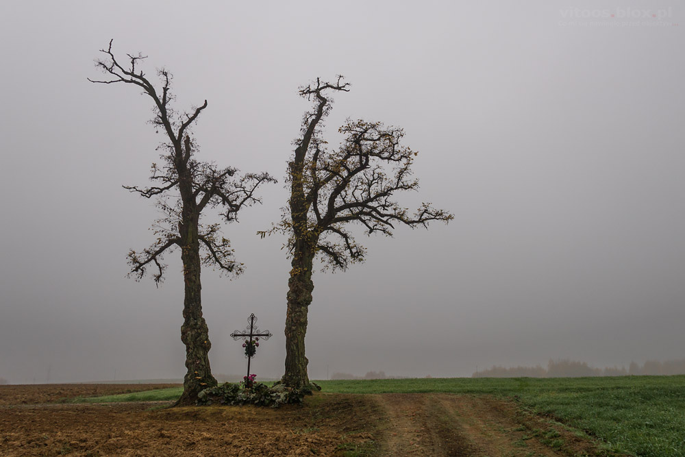 Fot. Witold Ochał, Nockowa, akacje