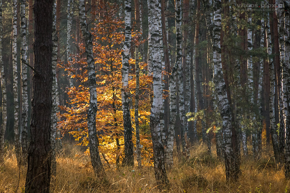 Fot. Witold Ochał, jesień w lesie