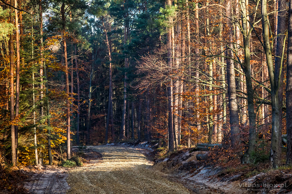 Fot. Witold Ochał, jesień w lesie