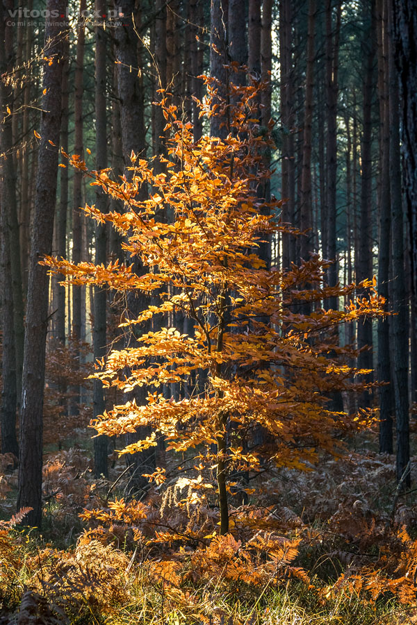 Fot. Witold Ochał, jesień w lesie