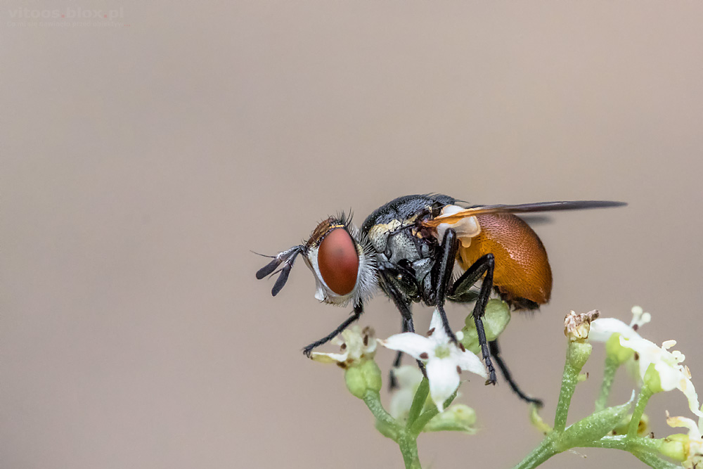 Fot. Witold Ochał, mucha, makrofotografia
