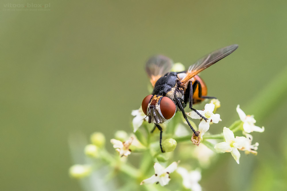 Fot. Witold Ochał, mucha, makrofotografia