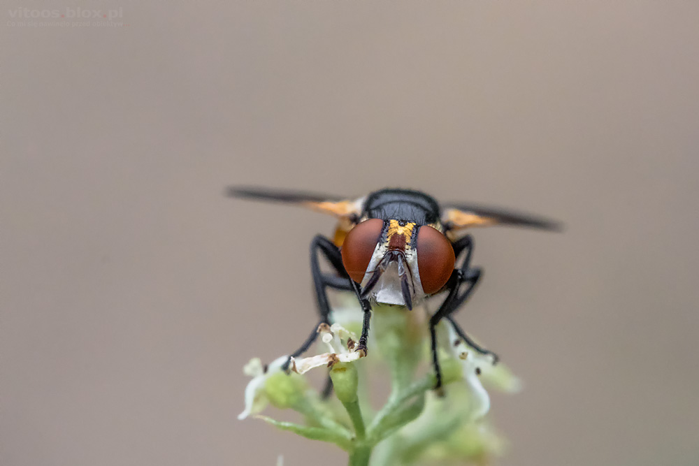 Fot. Witold Ochał, mucha, makrofotografia