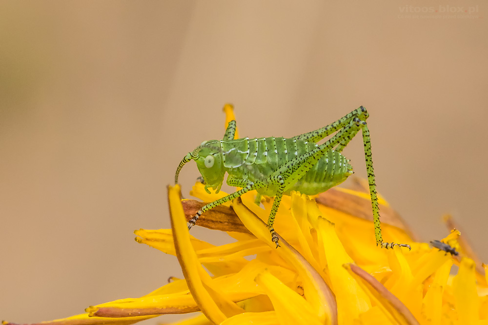 Fot. Witold Ochał, makrofotografia