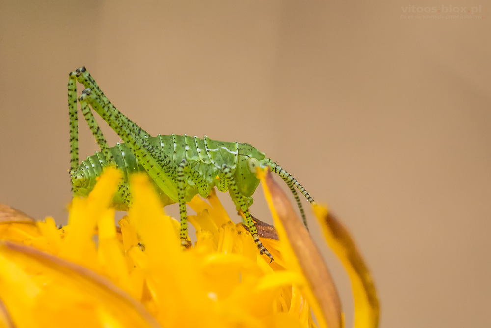Fot. Witold Ochał, makrofotografia