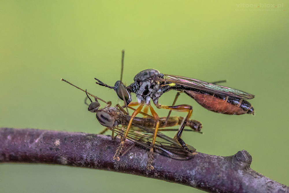 Fot. Witold Ochał, makrofotografia