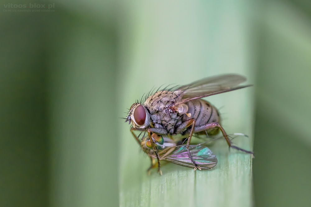 Fot. Witold Ochał, makrofotografia