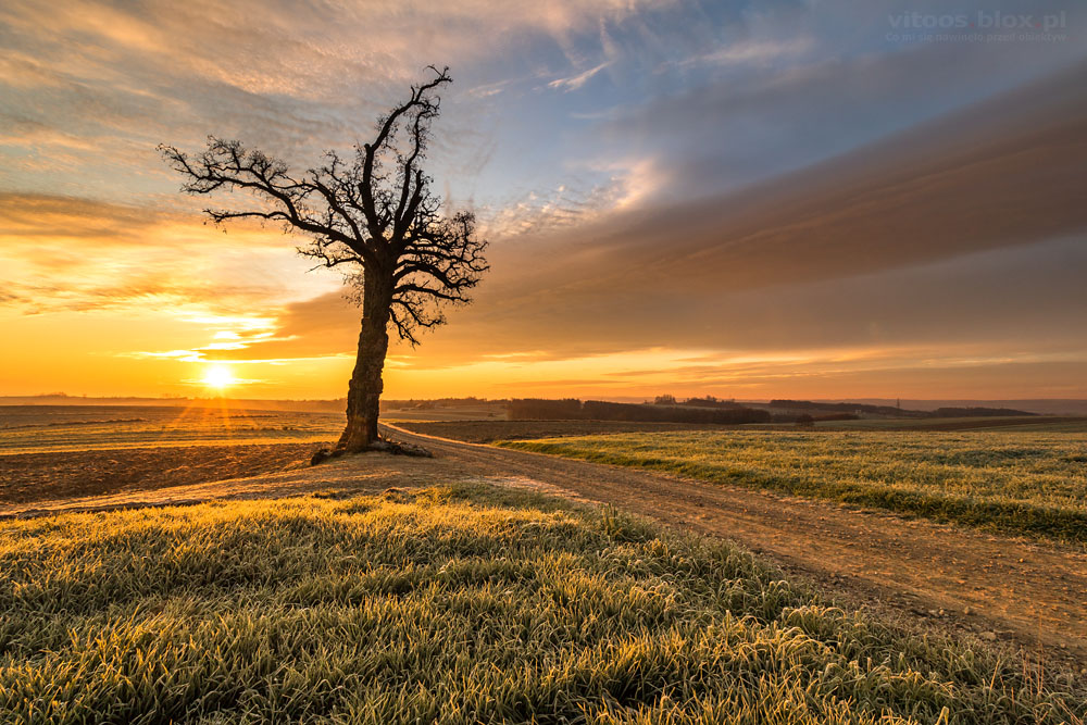 Fot. Witold Ochał, Nockowa, akacje