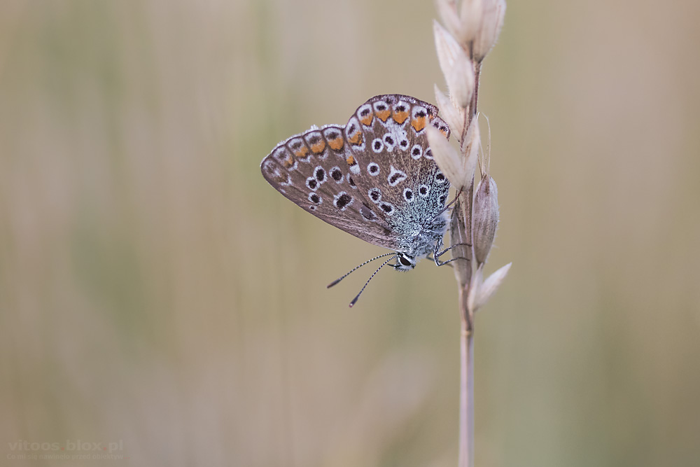 Fot. Witold Ochał, makrofotografia, motyle