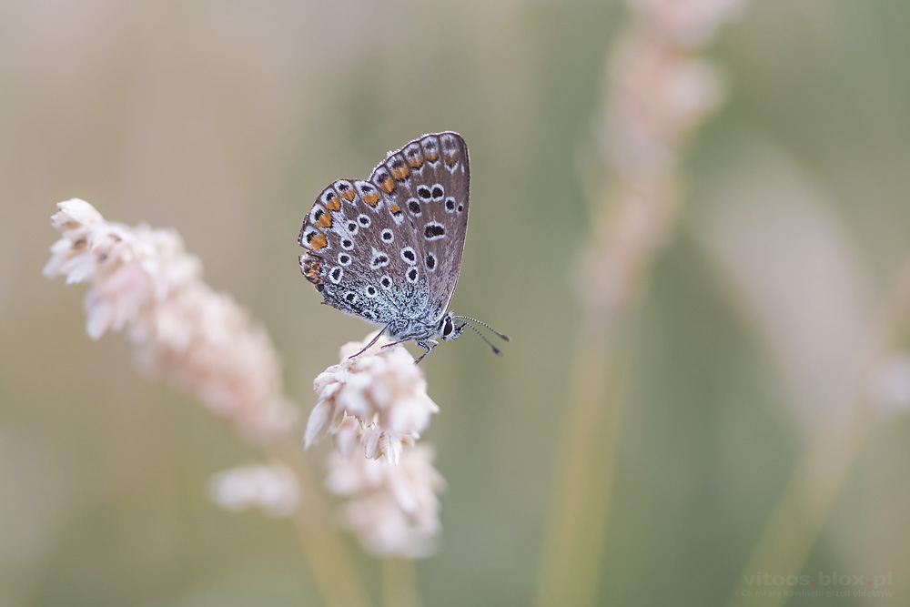 Fot. Witold Ochał, makrofotografia, motyle