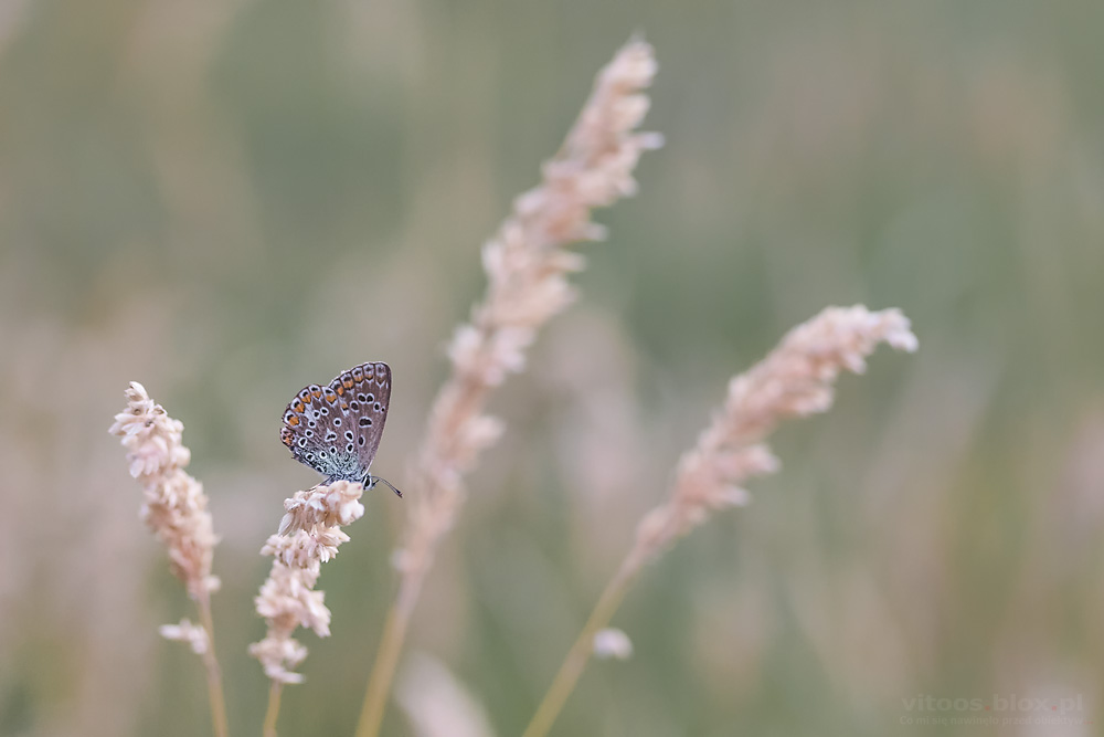 Fot. Witold Ochał, makrofotografia, motyle