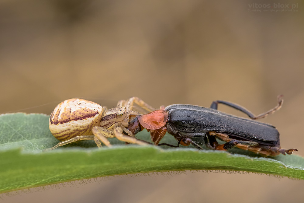 Fot. Witold Ochał, makrofotografia