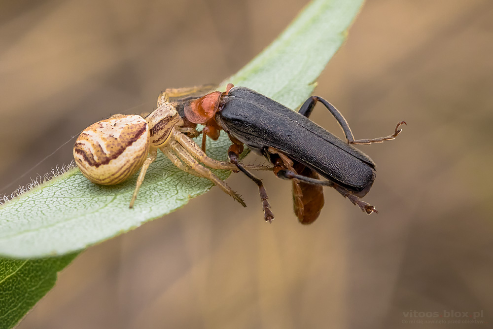 Fot. Witold Ochał, makrofotografia