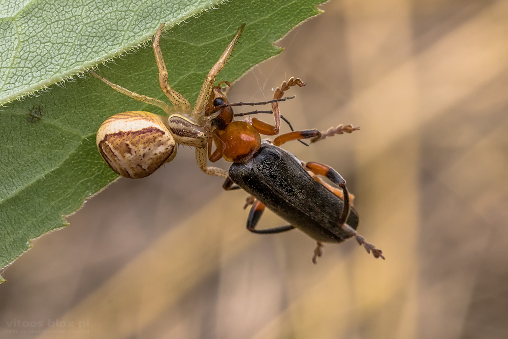 Fot. Witold Ochał, makrofotografia