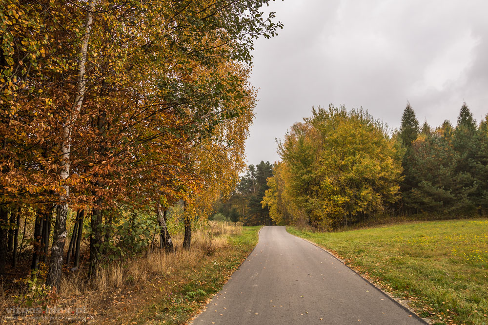 Fot. Witold Ochał, Pstrągowa, jesień w lesie