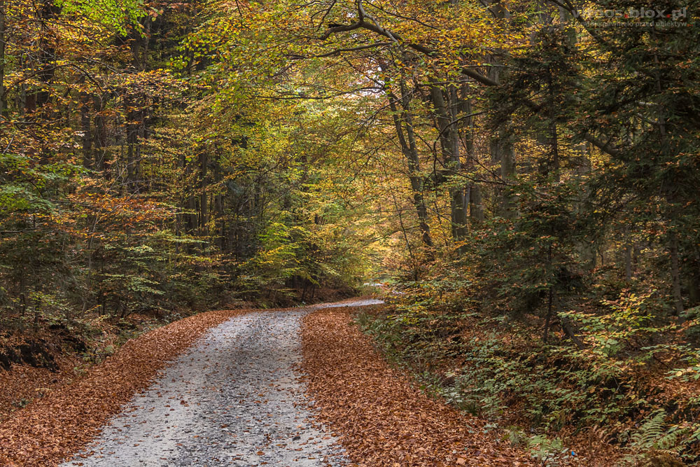 Fot. Witold Ochał, Pstrągowa, jesień w lesie