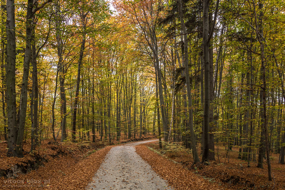 Fot. Witold Ochał, Pstrągowa, jesień w lesie