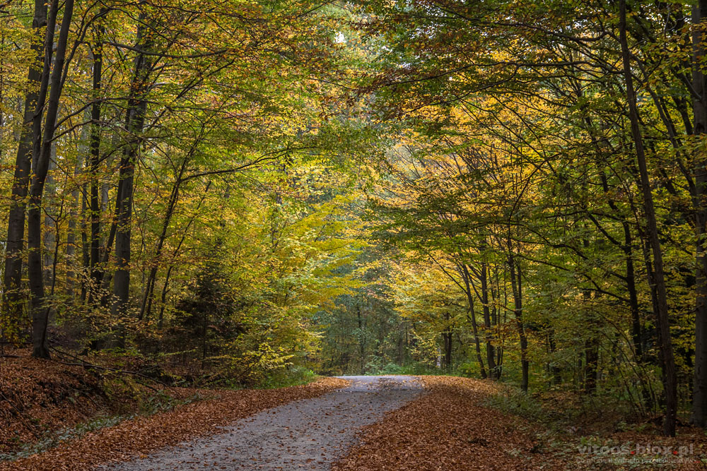 Fot. Witold Ochał, Pstrągowa, jesień w lesie
