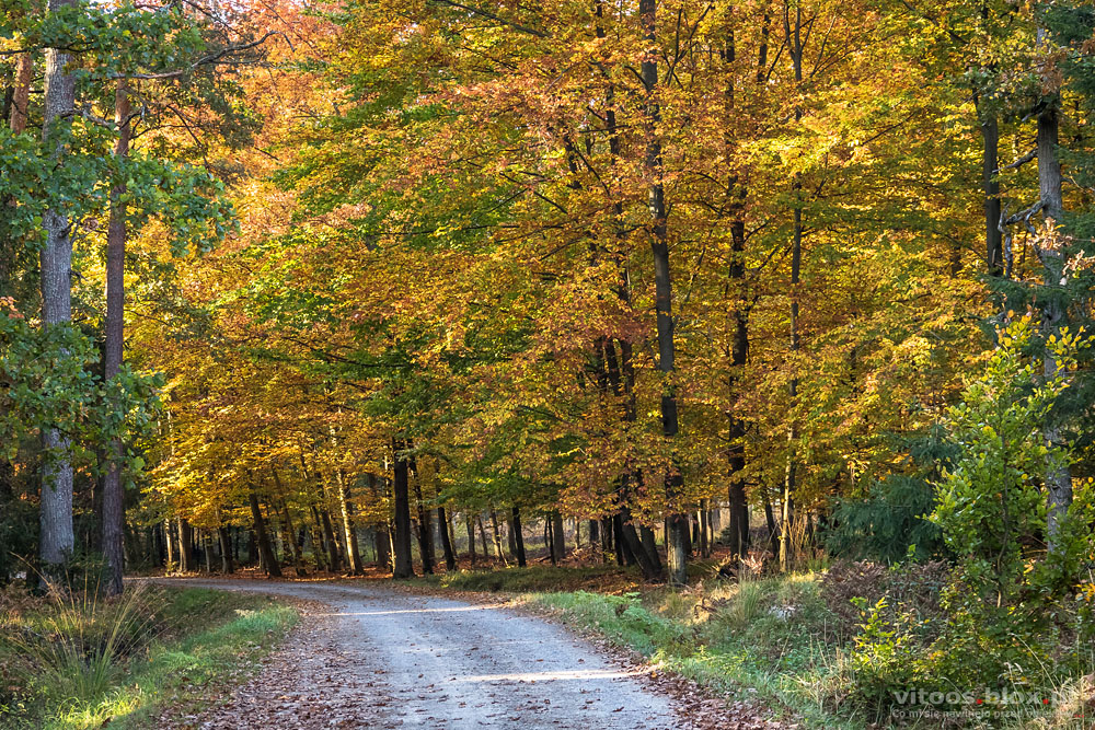 Fot. Witold Ochał, Pstrągowa, jesień w lesie