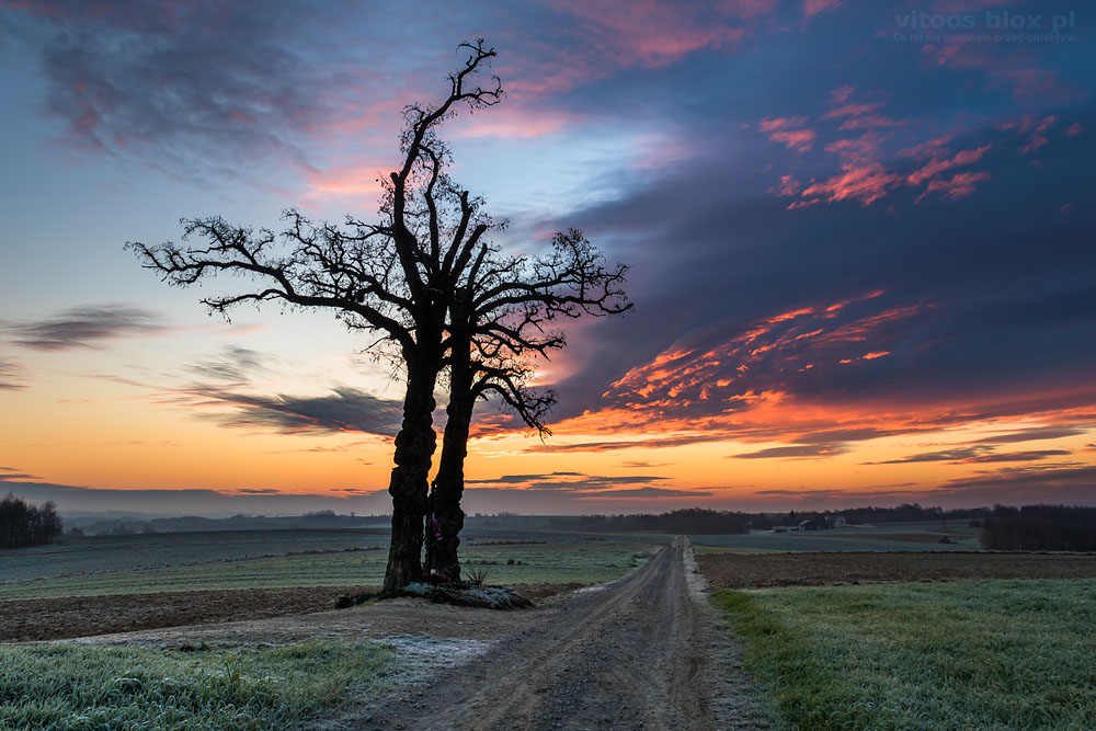 Fot. Witold Ochał, Nockowa, akacje