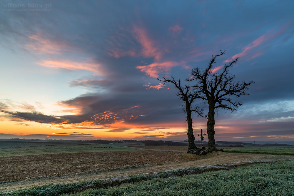 Fot. Witold Ochał, Nockowa, akacje