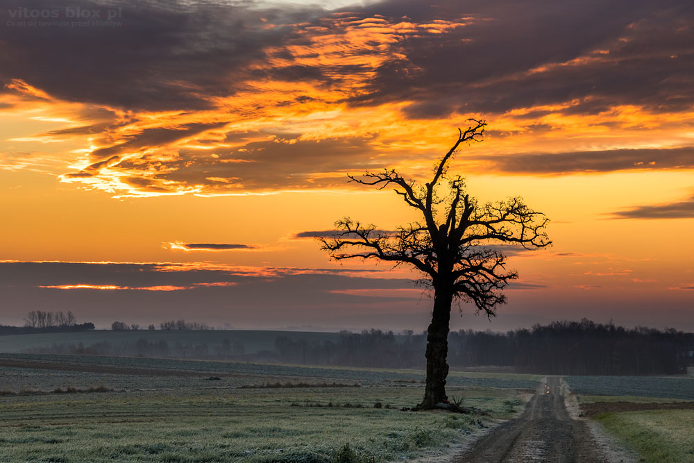 Fot. Witold Ochał, Nockowa, akacje