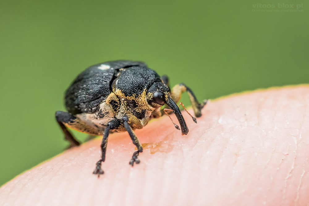Fot. Witold Ochał, jednorek kosaćcowy, makrofotografia